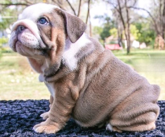 Incredibulls Luxury Exotic Bulldogs Exotic Bulldog Puppies For Sale